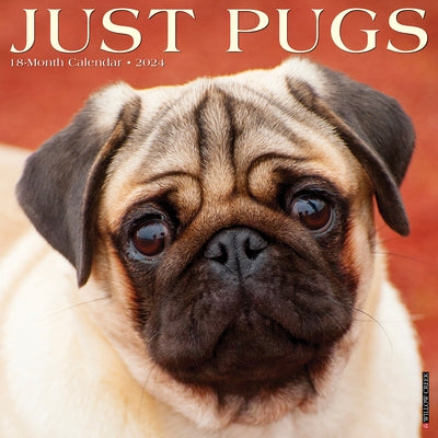 Just Pugs 2024 12 X 12 Wall Calendar by Willow Creek Press