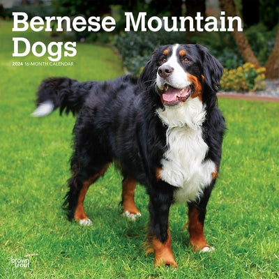 Bernese Mountain Dogs 2024 Square by Browntrout