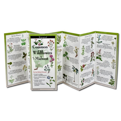 Common Wildflowers of the Midwest by Homoya, Michael