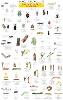 Mac's Field Guides: California Garden Bugs by Macgowan, Craig