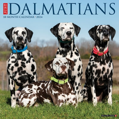 Just Dalmatians 2024 12 X 12 Wall Calendar by Willow Creek Press