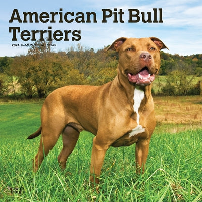 American Pit Bull Terriers 2024 Square by Browntrout