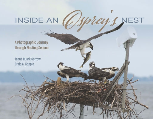 Inside an Osprey's Nest: A Photographic Journey Through Nesting Season by Ruark Gorrow, Teena