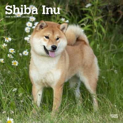 Shiba Inu 2024 Square by Browntrout