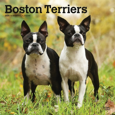 Boston Terriers 2024 Square by Browntrout