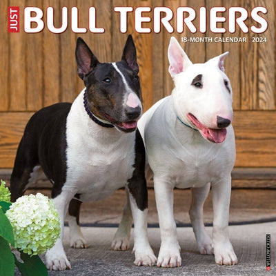 Just Bull Terriers 2024 12 X 12 Wall Calendar by Willow Creek Press