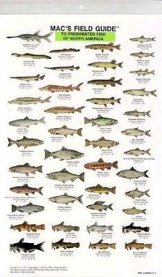 Mac's Field Guides: North American Freshwater Fish by Macgowan, Craig