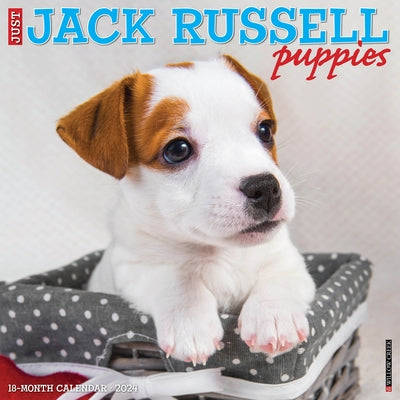 Just Jack Russell Puppies 2024 12 X 12 Wall Calendar by Willow Creek Press