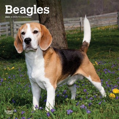 Beagles 2024 Square by Browntrout