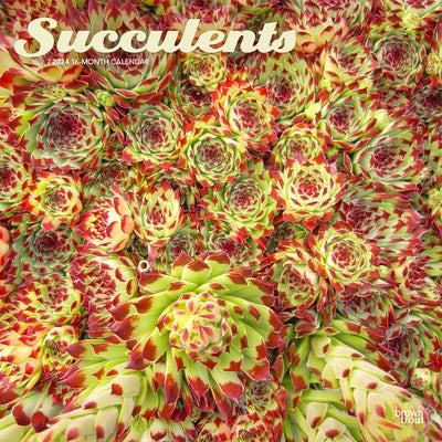 Succulents 2024 Square by Browntrout