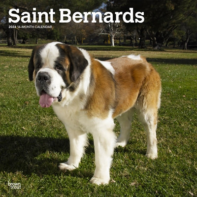 Saint Bernards 2024 Square by Browntrout