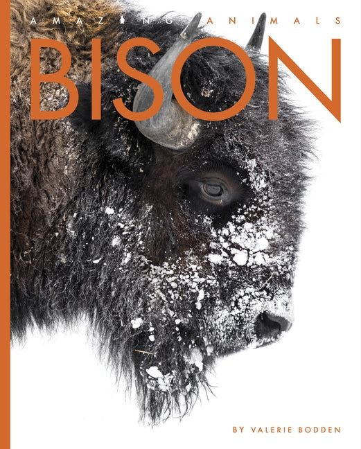 Bison by Bodden, Valerie