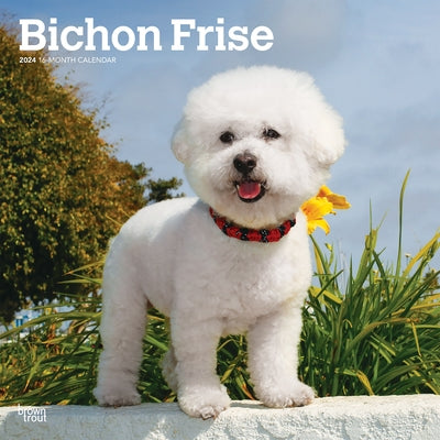 Bichon Frise 2024 Square by Browntrout