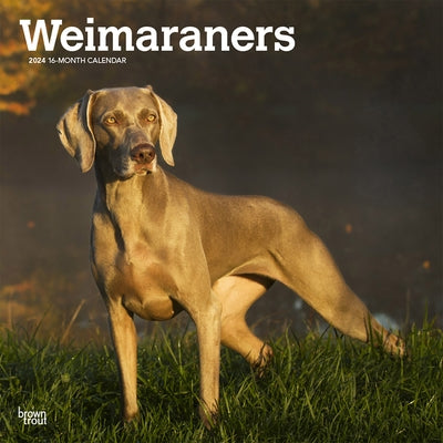 Weimaraners 2024 Square by Browntrout