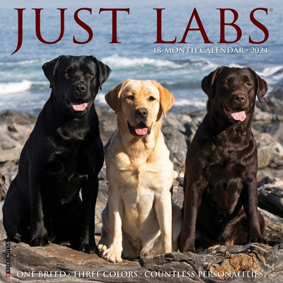 Just Labs 2024 12 X 12 Wall Calendar by Willow Creek Press