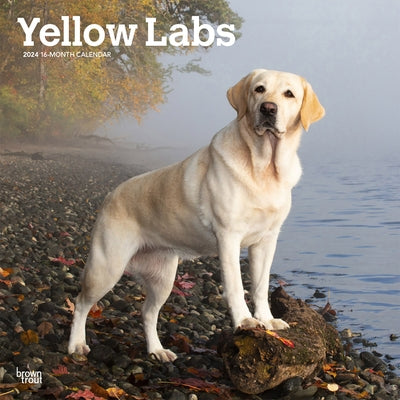Labrador Retrievers, Yellow 2024 Square by Browntrout