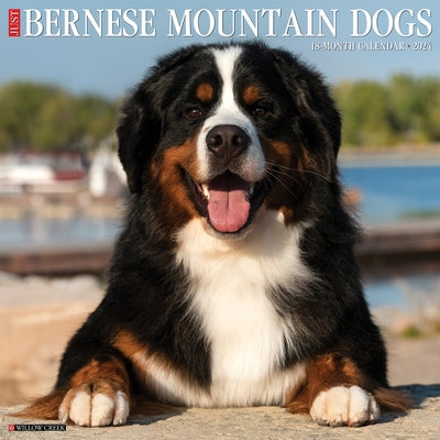 Just Bernese Mountain Dog 2024 12 X 12 Wall Calendar by Willow Creek Press