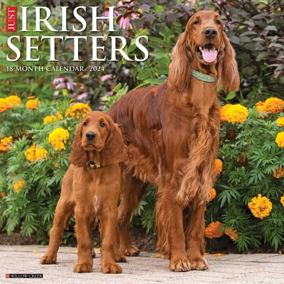 Just Irish Setters 2024 12 X 12 Wall Calendar by Willow Creek Press