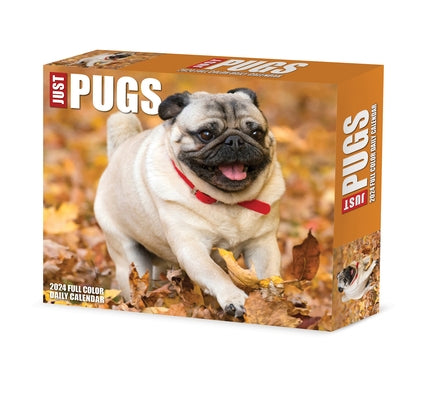 Pugs 2024 6.2 X 5.4 Box Calendar by Willow Creek Press