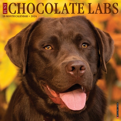 Just Chocolate Labs 2024 12 X 12 Wall Calendar by Willow Creek Press