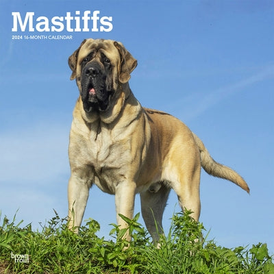 Mastiffs 2024 Square by Browntrout