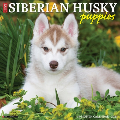 Just Siberian Husky Puppies 2024 12 X 12 Wall Calendar by Willow Creek Press