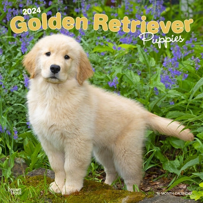 Golden Retriever Puppies 2024 Square by Browntrout