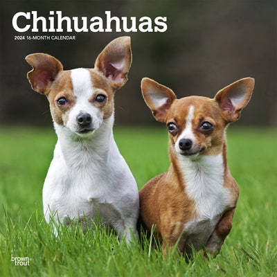 Chihuahuas 2024 Square by Browntrout