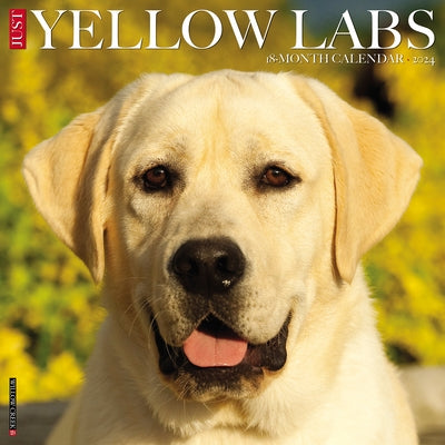 Just Yellow Labs 2024 12 X 12 Wall Calendar by Willow Creek Press