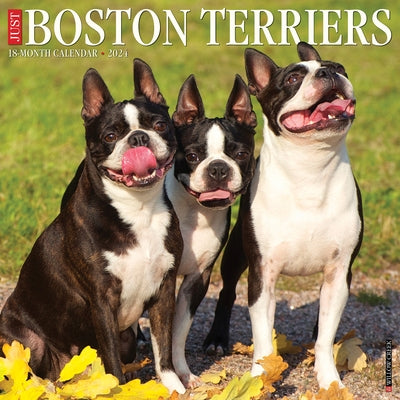 Just Boston Terriers 2024 12 X 12 Wall Calendar by Willow Creek Press