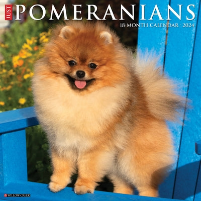Just Pomeranians 2024 12 X 12 Wall Calendar by Willow Creek Press