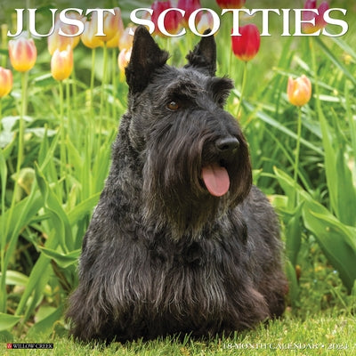 Just Scotties 2024 12 X 12 Wall Calendar by Willow Creek Press