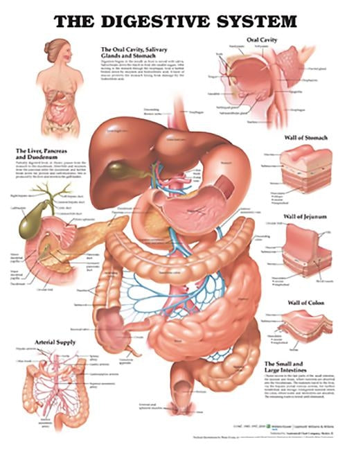 The Digestive System Anatomical Chart by Anatomical Chart Company