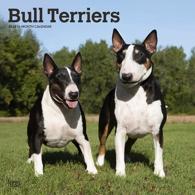 Bull Terriers 2024 Square by Browntrout
