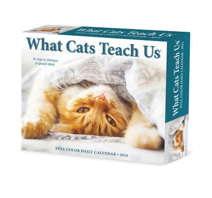What Cats Teach Us 2024 6.2 X 5.4 Box Calendar by Willow Creek Press