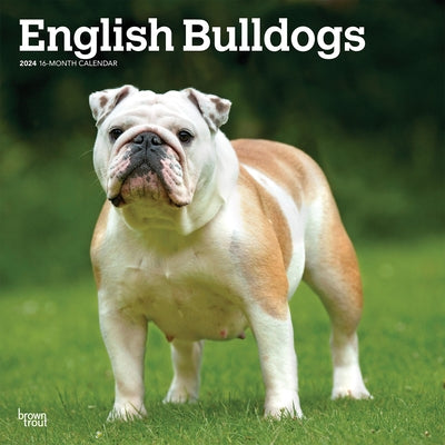 English Bulldogs 2024 Square by Browntrout
