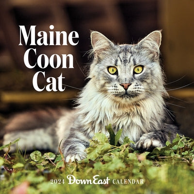 2024 Maine Coon Cat Wall Calendar by Down East Magazine