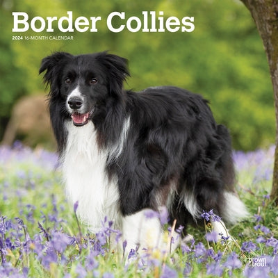 Border Collies 2024 Square by Browntrout