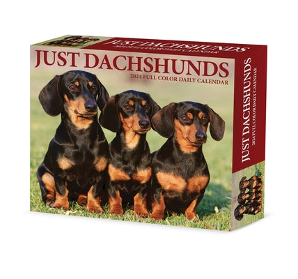 Dachshunds 2024 6.2 X 5.4 Box Calendar by Willow Creek Press