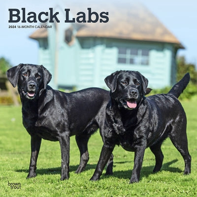 Labrador Retrievers, Black 2024 Square by Browntrout