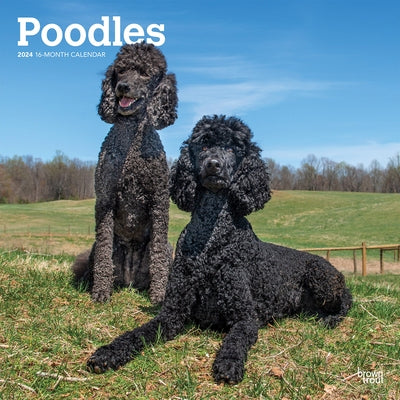 Poodles 2024 Square by Browntrout
