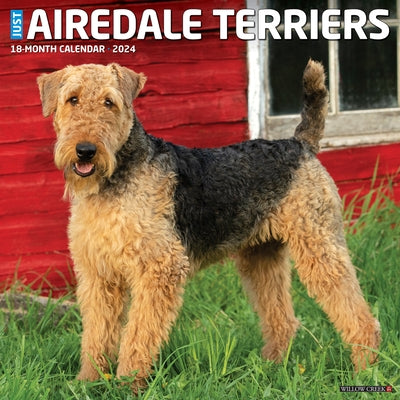 Just Airedale Terriers 2024 12 X 12 Wall Calendar by Willow Creek Press