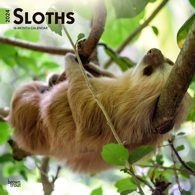 Sloths 2024 Square by Browntrout