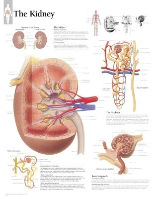 The Kidney Chart: Wall Chart by Scientific Publishing