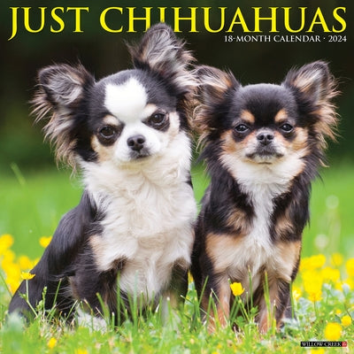 Just Chihuahuas 2024 12 X 12 Wall Calendar by Willow Creek Press