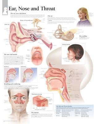 Ear, Nose & Throat Chart: Wall Chart by Scientific Publishing