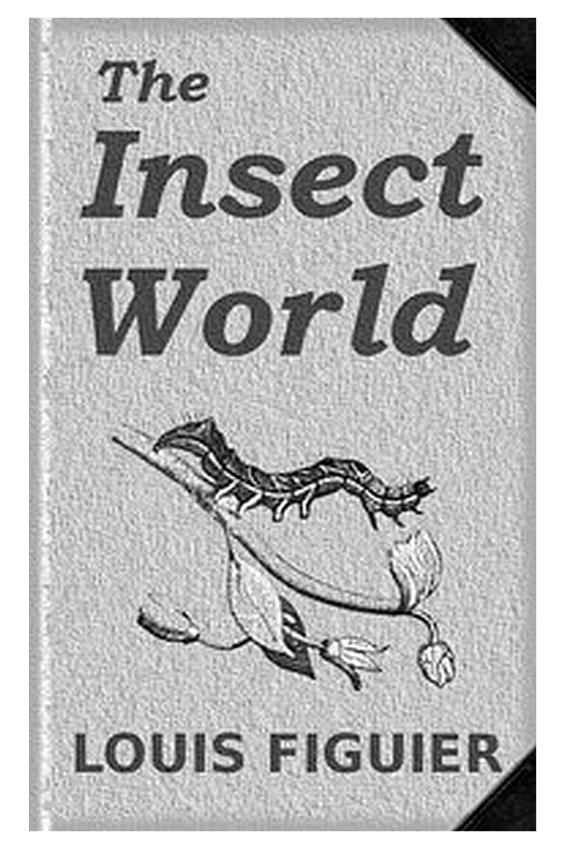 The Insect World
