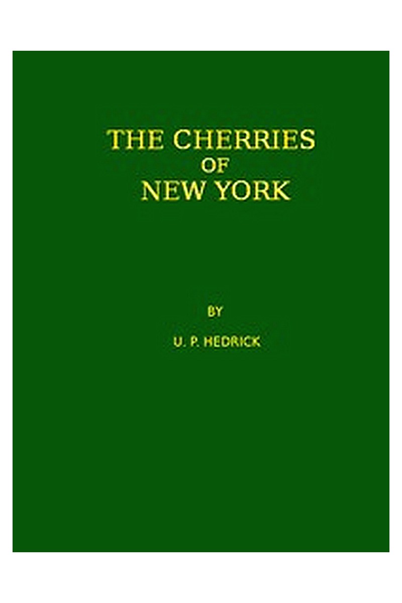 The Cherries of New York