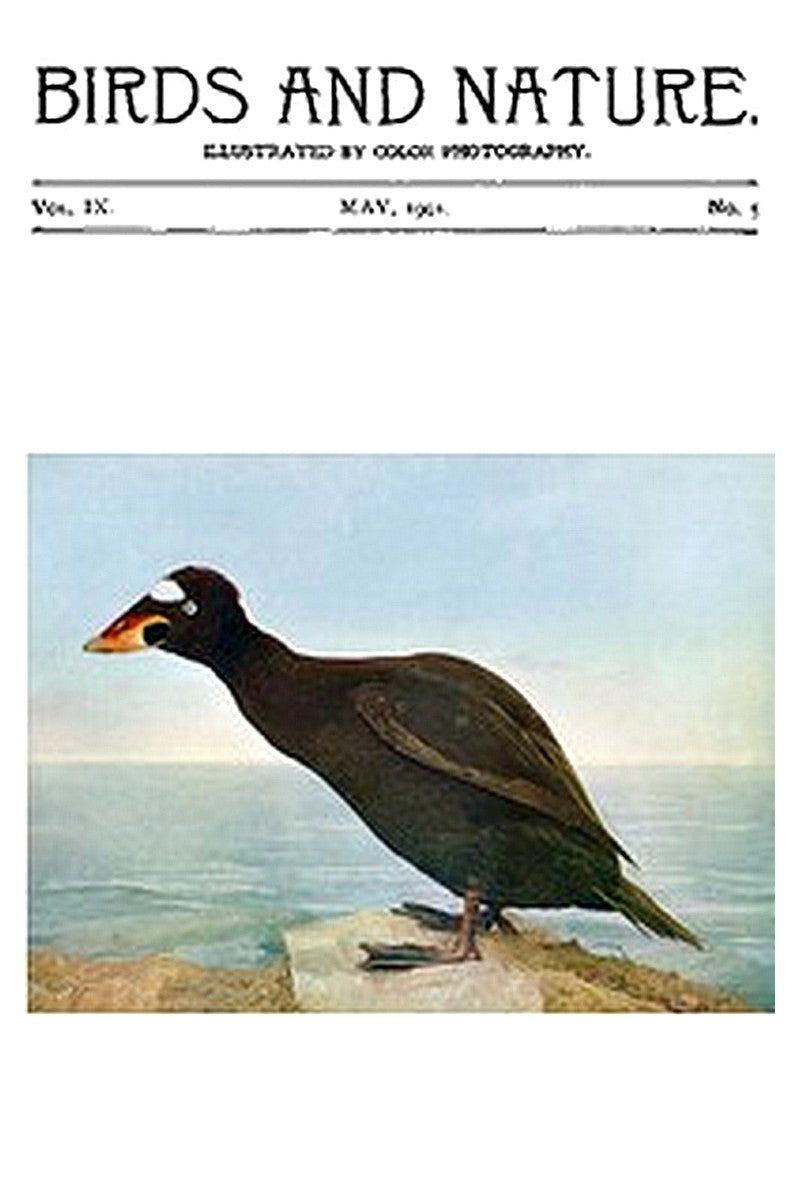 Birds and Nature Vol. 09 No. 5 [May 1901]
