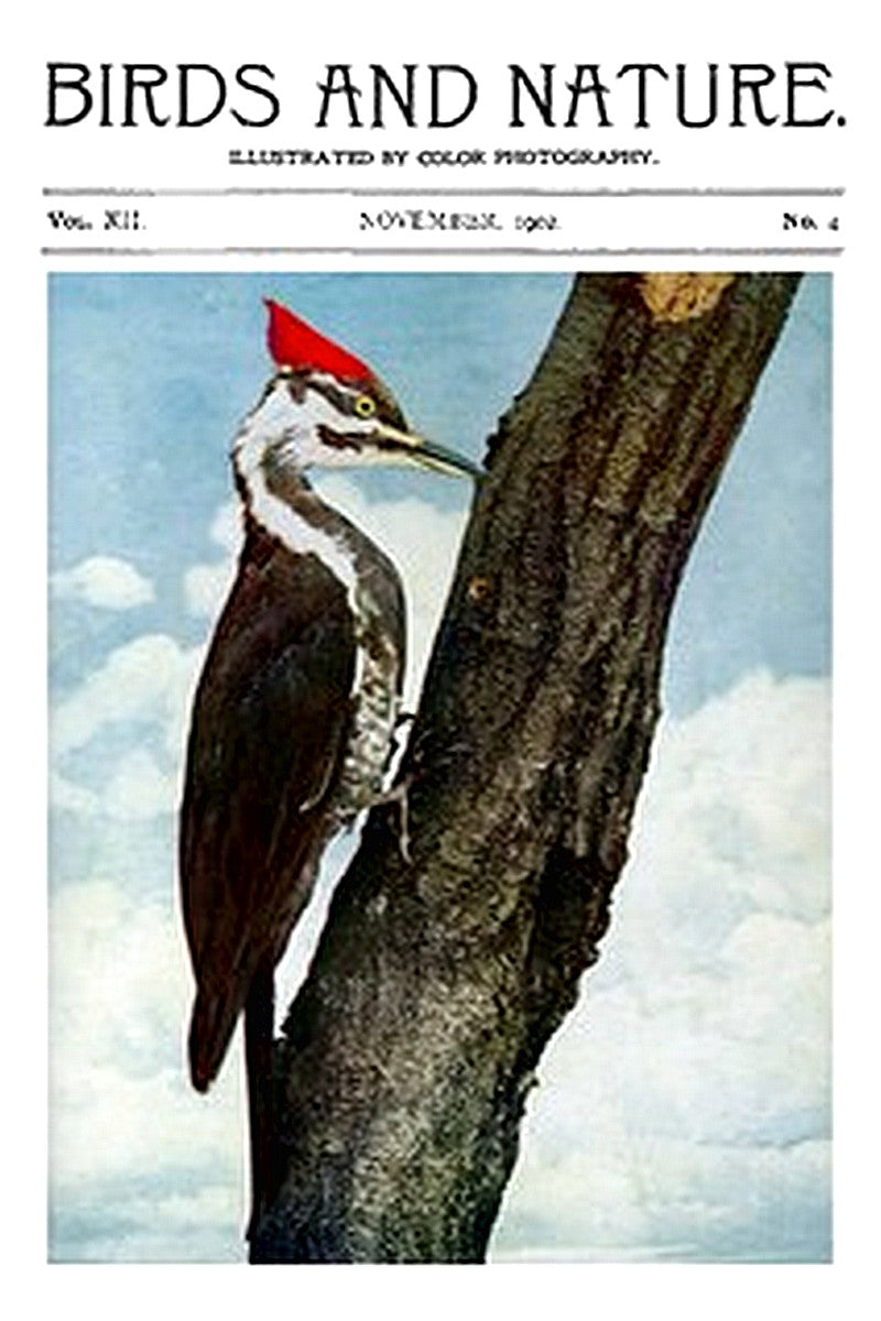 Birds and Nature, Vol. 12 No. 4 [September 1902]